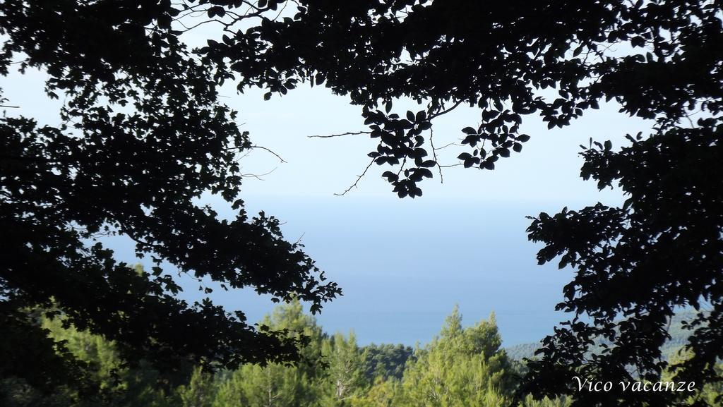 B&B Vico Vacanze Vico Del Gargano Dış mekan fotoğraf